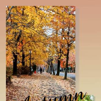 紅葉・黄葉の画像 by ❖アジサイさん | お出かけ先とグリーングリーン♪と落ち葉の絨毯と紅葉・黄葉