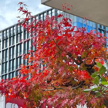 秋景色の画像 by ガブりんさん | 散歩と秋景色と福岡市と 紅葉