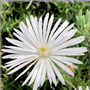 マツバギク、白の画像 by 優貴さん | お出かけ先とマツバギクとマツバギク、白と今日のお花❣️