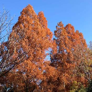 秋の風景の画像 by manabeさん | お出かけ先と秋の風景と服部緑地都市緑化植物園