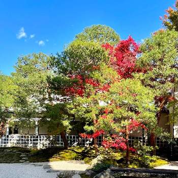 秋色の画像 by magicalさん | お出かけ先と足立美術館と秋色と紅葉（こうよう）と庭園とガーデニングともみじ紅葉