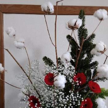 綿の花の画像 by n.fuji3さん | お出かけ先と綿の花とカスミソウとガーベラ