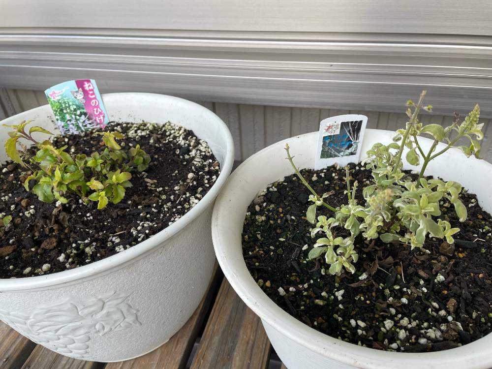 ✽+†+✽冬越し組の準備完了✽+†+✽ 12/10｜🍀GreenSnap