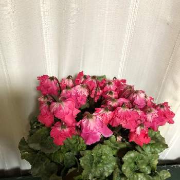 下向きに咲く花の投稿画像一覧 Greensnap グリーンスナップ