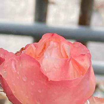 バラ ノスタルジーの投稿画像一覧 Greensnap グリーンスナップ バラ ノスタルジーの投稿画像一覧 Greensnap グリーンスナップ