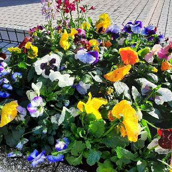 あきですねの画像 by 川田すみれさん | お出かけ先と花のある暮らしとビオラ・パンジーと花いろいろとあきですね