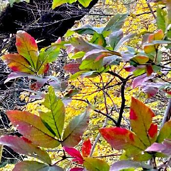 メグスリノキの画像 by CIITA GARDENさん | お出かけ先とメグスリノキと樹木と紅葉☆と雑木林で♪と多摩丘陵とciitaの樹木図鑑