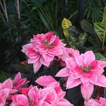 プリンセチア♪の画像 by あななさん | お出かけ先と鉢植えとプリンセチア♪と久屋大通庭園フラリエとピンク色がかったホワイトポインセチア