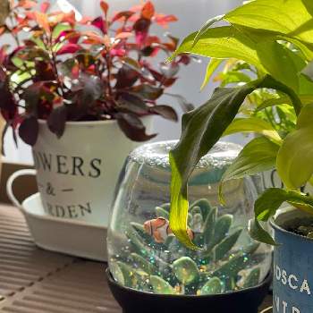 スノードームの投稿画像一覧 Greensnap グリーンスナップ スノードームの投稿画像一覧 Greensnap グリーンスナップ