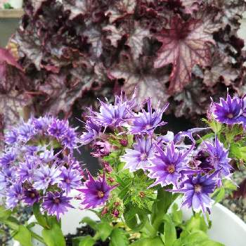 フロックス ポップスターの投稿画像一覧 Greensnap グリーンスナップ