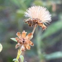 ノコンギク,花壇,ガーデニング,山野草,キク科の画像