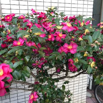 常緑小低木の投稿画像一覧 Greensnap グリーンスナップ