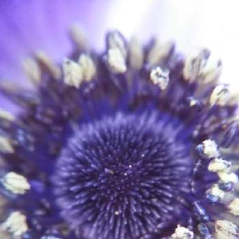 マクロで青い花を写そう！2021の画像 by mimozaさん | 小さな庭とアネモネと木曜モフモフとマクロで青い花を写そう！2021とチームブルーNo.117と青い花で忘年会2021と青い花マニアとチーム・ブルー
