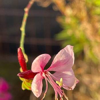 白蝶草の画像 by チャポコさん | 小さな庭とガウラと白蝶草とガーデニングとピンクの花と花のある暮らしと小さい花