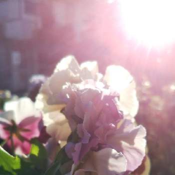 八重咲きパンジー・ラブリーシュシュの画像 by mimozaさん | 小さな庭と八重咲きパンジー・ラブリーシュシュとパンジーと木漏れ日の木曜日