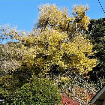 イチョウの黄葉の画像 by toto.kamaさん | お出かけ先とイチョウの黄葉と黄葉と イチョウの木