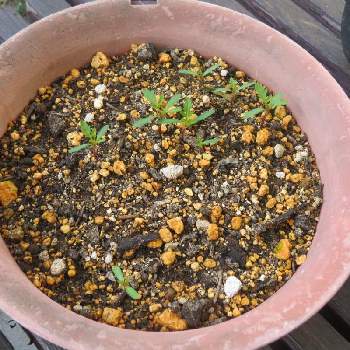 マリーゴールドの芽の投稿画像一覧 Greensnap グリーンスナップ