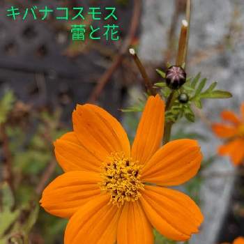 色々な蕾の画像 by もぐjuhさん | 広い庭と色々な蕾とプランターと花色と葉っぱとお顔がこんにちはとGoogle Pixel5と橙色のお花とキバナコスモスのお花と花いろいろと君も花が好きなのか