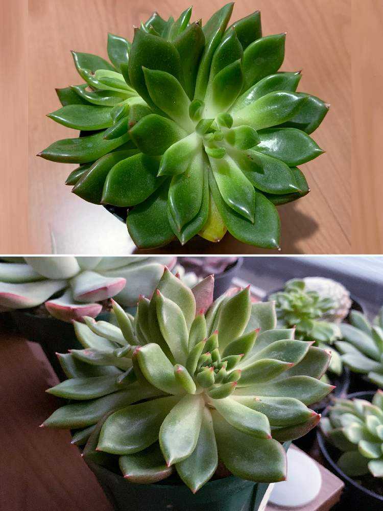 ジェイドポイントの成長記録🧡🧡｜🍀GreenSnap（グリーンスナップ）