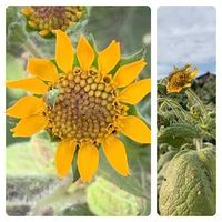 ヤーコンの育て方 植え付けや収穫の時期は 鉢でも栽培できる Greensnap グリーンスナップ