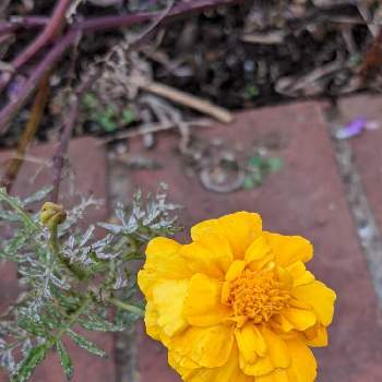 マリーゴールド♬の画像 by もぐjuhさん | 広い庭と黄色のお花♡とマリーゴールド♬とプランターと花色と葉っぱとお顔がこんにちはとGoogle Pixel5と花いろいろと君も花が好きなのか