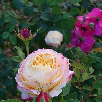 バラ クロードモネの画像 by そんそんさん | お出かけ先とバラ クロードモネとハウステンボスとばら バラ 薔薇