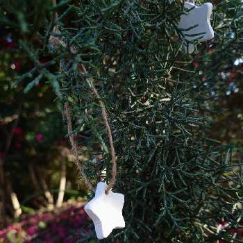 ブルーアイスの画像 by 鳩子 hatokoさん | エントランスとコニファー ブルーアイスとブルーアイスと庭の花と寄せ植えとクリスマスの寄植えとオーナメントとクリスマスオーナメントと花のある暮らしとクリスマスと田舎暮らし