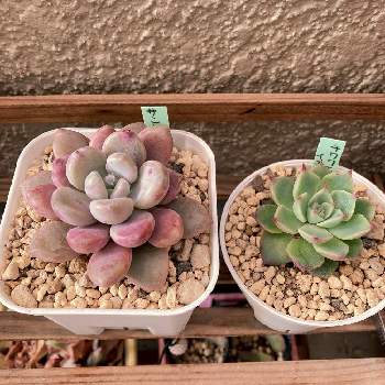 で最短翌日お届け アルジェ アルマンド サンチェスボール 多肉植物 4547ebe4 日本正規取扱店 Pn Batam Go Id