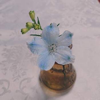 今日も感謝の画像 by Shin-緑さん | 部屋とデルフィニウムと元気に育ってね♪と寒くなるよと今日も感謝と優しい色とデルフィニュムの花