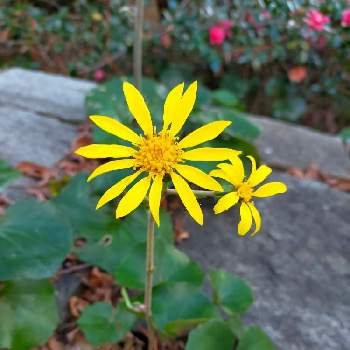 凛としての投稿画像一覧 Greensnap グリーンスナップ 凛としての投稿画像一覧 Greensnap グリーンスナップ