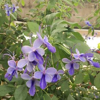 ブルーエルフィン の投稿画像一覧 Greensnap グリーンスナップ