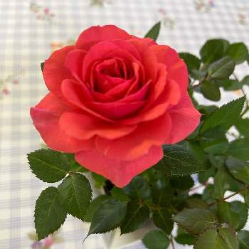 可愛い薔薇の投稿画像一覧 Greensnap グリーンスナップ