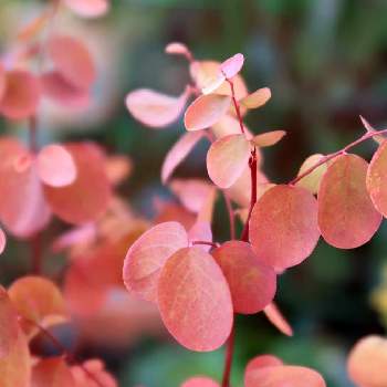 丸い葉っぱの画像 by シナモンさん | アプローチと植物のある暮らしと紅葉（こうよう）と可愛いと丸い葉っぱとヨウシュコバンノキ♪