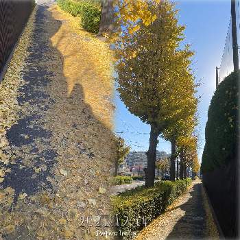 通勤路の画像 by ままちゅう☆さん | イチョウと紅葉とわたしと通勤路と元気もらえると黄色い絨毯