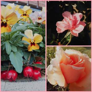 薔薇のある暮らしの画像 by フレンチトーストさん | 小さな庭と香りのよいバラとグリーンライフ♡と寄せ植えと楽しみ♡とミニバラ♡と緑のある暮らしとオレンジのバラときれい✨とビオラの寄せ植えと薔薇のある暮らし