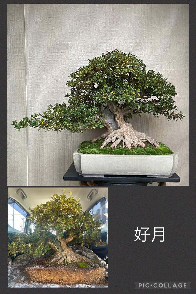 盆栽の投稿画像 By Ryo Ggさん 植え替えとサツキ盆栽と皐月 さつき と盆栽と植え替えとサツキ盆栽と皐月 さつき 21月12月17日 Greensnap グリーンスナップ Greensnap グリーンスナップ