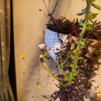 新潟タニラーの画像 by mittaさん | 階段/廊下とドルフィンネックレスの花とドルフィンネックレスとルビーネックレスとルビーネックレスの花と多肉植物と多肉植物の花と新潟タニラーとハンギング