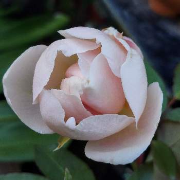 あと少し♡の画像 by IKUMAMAさん | 小さな庭とおうち園芸と品種不明と鉢植えのバラとあと少し♡とバラ・ミニバラとバラを楽しむ