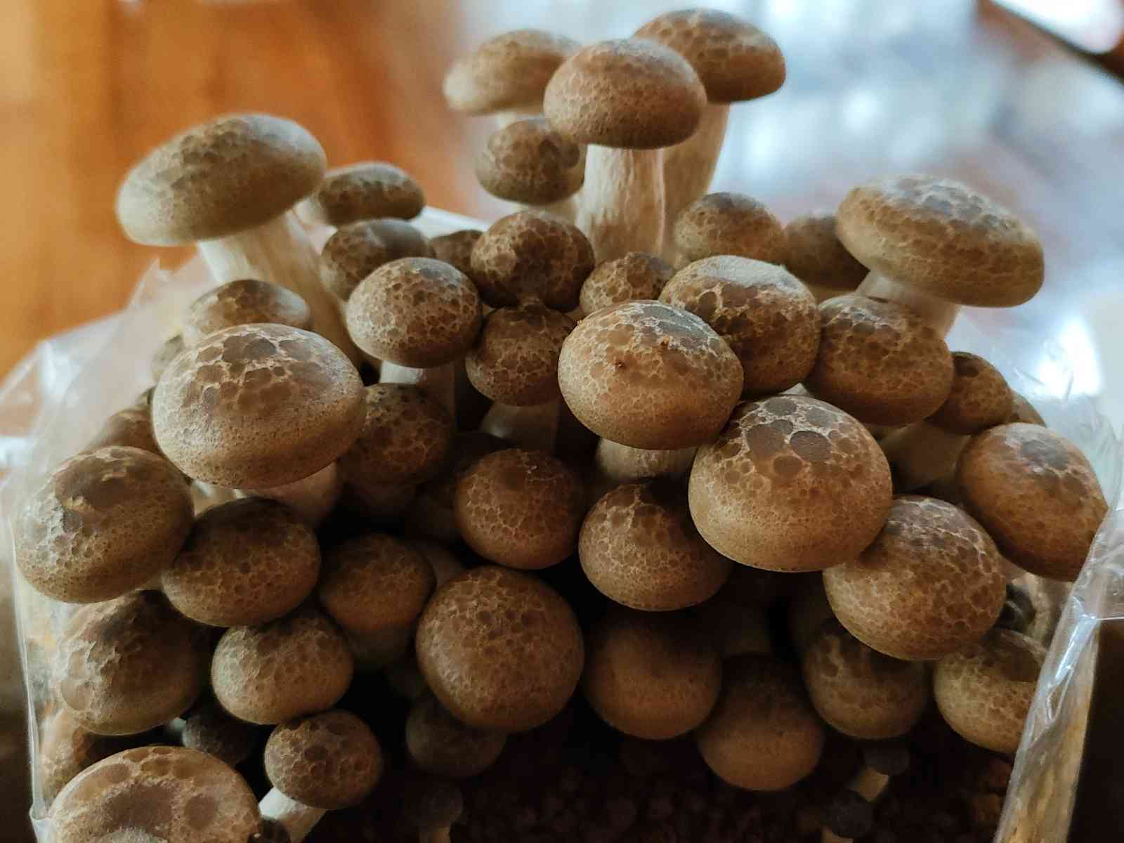 きのこ栽培セット」モニター2021🍄ぶなしめじ🍄｜🍀GreenSnap