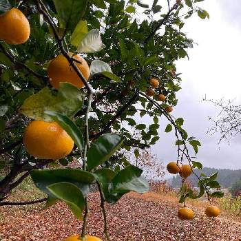 八朔の実の画像 by ボブさん | 畑と果樹栽培と八朔の実と果樹と家庭果樹と無農薬と柑橘