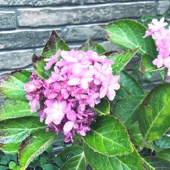 紫陽花 ダンスパーティーの投稿画像一覧 Greensnap グリーンスナップ