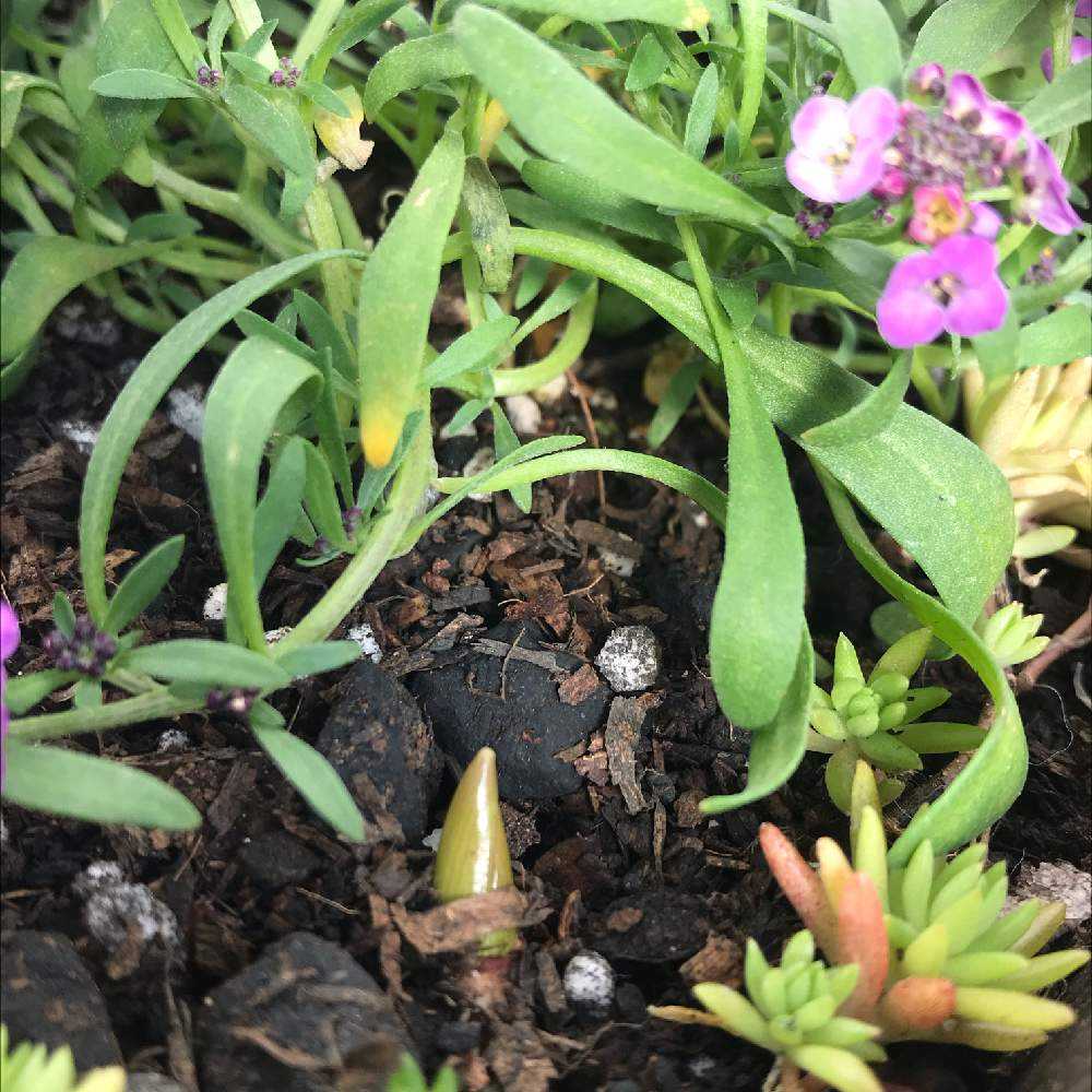 【ボタニカル球根鉢】テラコッタに！水仙、ムスカリ咲ます♪ ムスカリ＆水仙の球根寄せ植えしてみました♪｜🍀GreenSnap