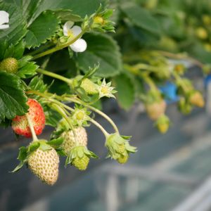 イチゴ,温室,大阪,冬野菜,ザ・ファームユニバーサルの画像