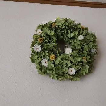 グリーンの癒し。の画像 by ぱるるんさん | 壁/天井とハンドメイドと花のある暮らしとグリーンの癒し。とアナベル  紫陽花