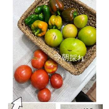 ピーマン・パプリカ,赤パプリカ,いつまで収穫出来るかな,大玉トマト♪,黄色のパプリカの画像