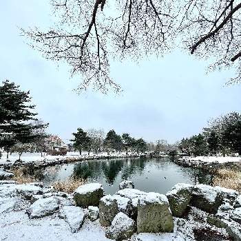 池のある風景の画像 by tomoさん | 池のある風景と野鳥のいる風景といつもの公園と公園散策と北海道からと寒い朝と恵庭市と池のある公園と雪の朝