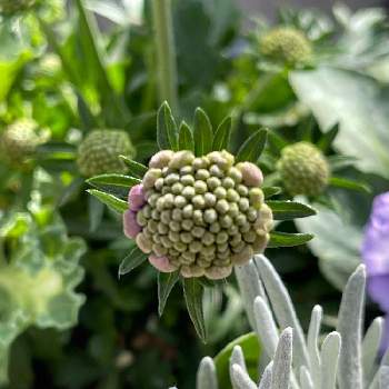 ヘリクリサム シルバースノーの投稿画像一覧 Greensnap グリーンスナップ