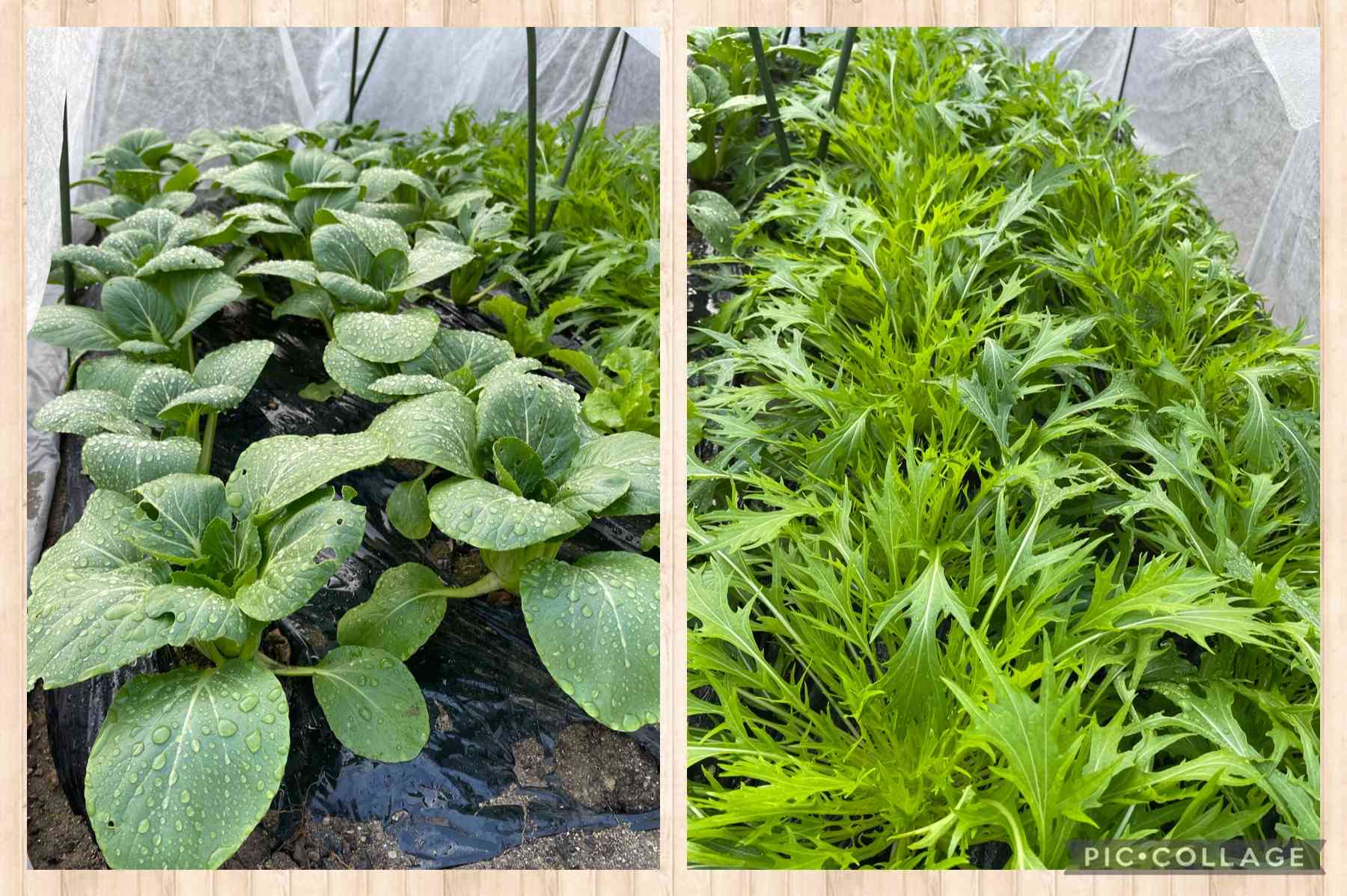 種まき青梗菜🥬と自家採種のサラダ水菜の成長|🍀GreenSnap 種まき青梗菜🥬と自家採種のサラダ水菜の成長|🍀GreenSnap
