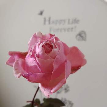 薔薇クイーンエリザベスの画像 by テカひめさん | 部屋と薔薇クイーンエリザベスとバラ