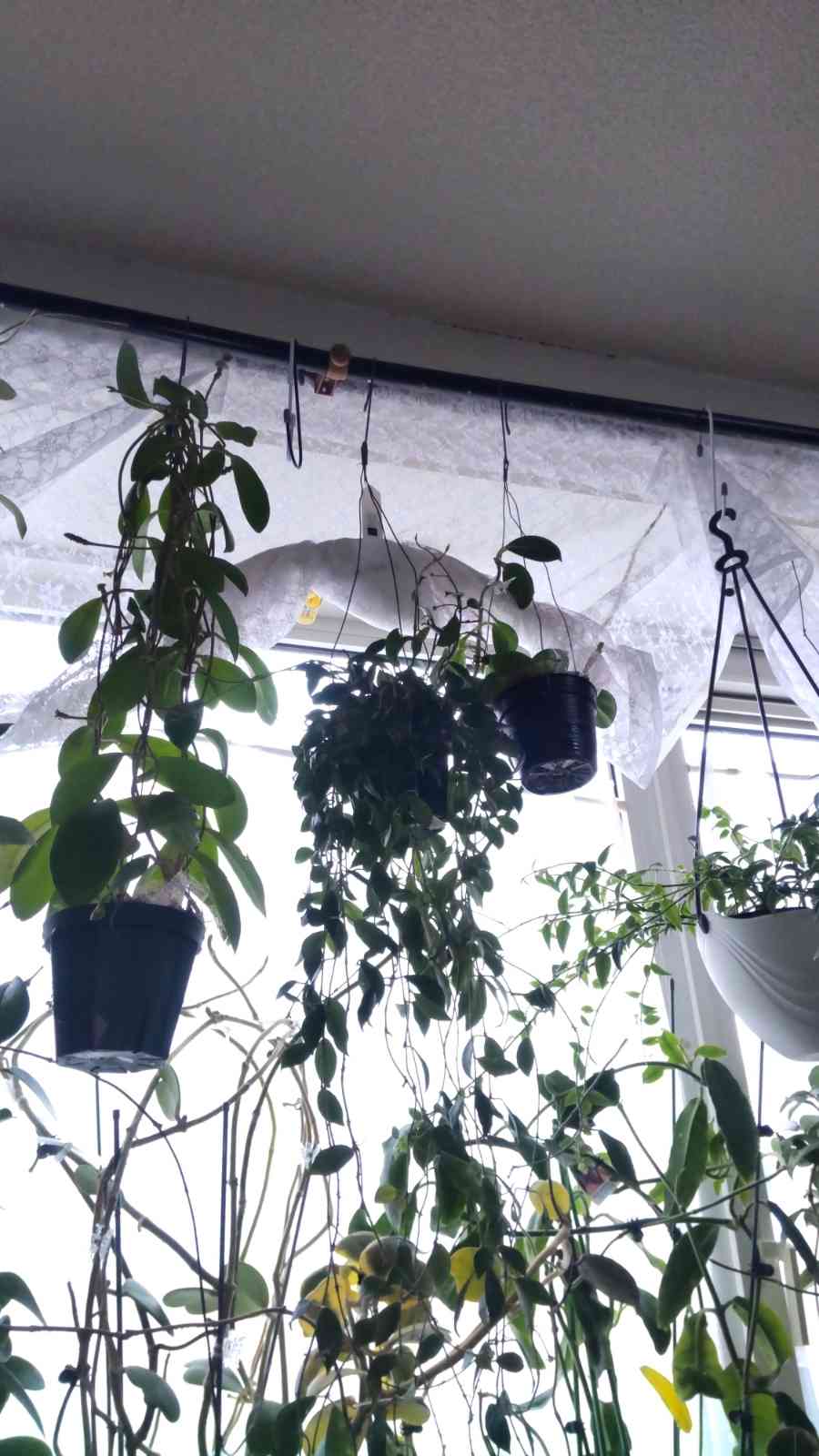 ホヤ ミンドレンシスの一覧｜🍀GreenSnap（グリーンスナップ）